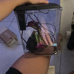 Fish Tank 