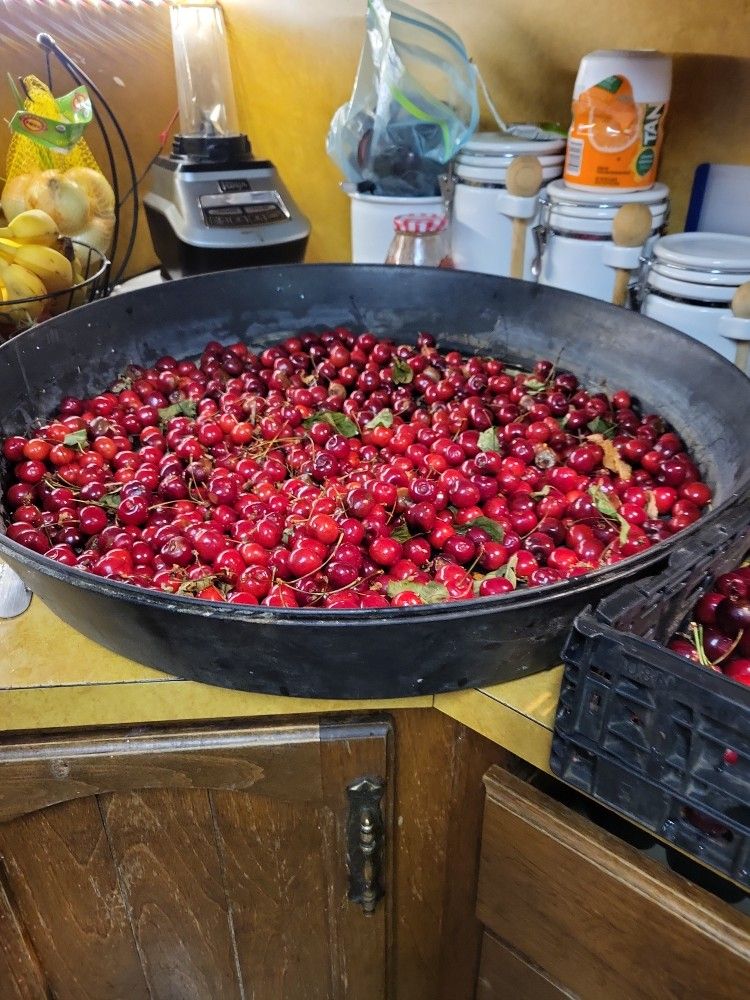 Cherries cherries and more cherries local from my backyard To your table