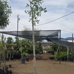 Arboles De Sombra Fresno