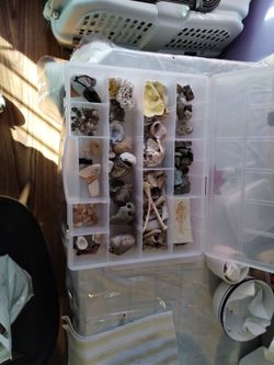 Fossils And Rocks Ando Bones/Teeth