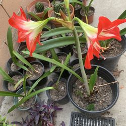 Plants 🪴 