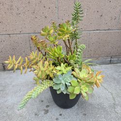 Succulents