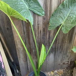 Elephant ear plant flower