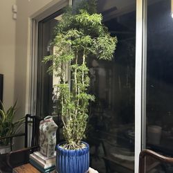 Tropical Plant Bonsai
