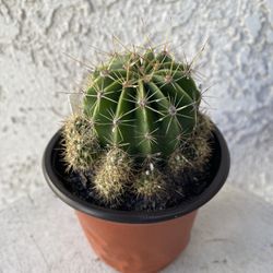 4 Inch Pot Cactus Plant - Echinobivia - Rainbow Bursts Cactus - Live Cacti - Rooted & Established - Drought Resistant - 🌵 