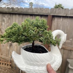 Bonsai Plant For Sale $50 Each Many To Choose From