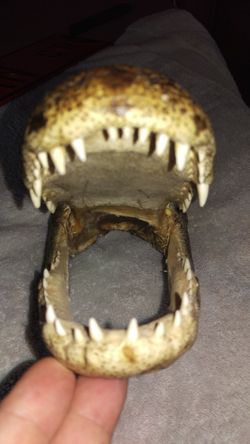Alligator head!!