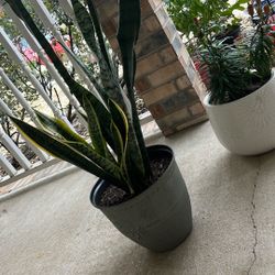 Interior Exterior Plants 🪴 