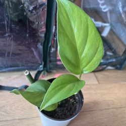 Rhaphidophora Pertusa Plant