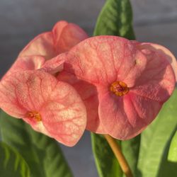 Corona De Cristo Forever Love $35