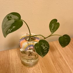 Propagated Silver Pothos Plant