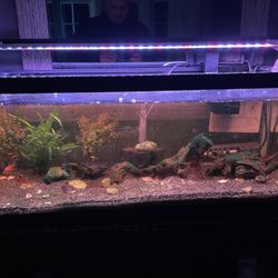 20 Gal Aquarium 24/7 Light 
