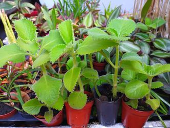 3 Mexican Mint/Cuban Oregano In 2 Inch Pots