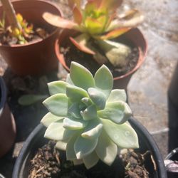 Succulents Moving Sale $2