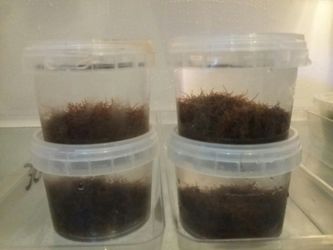 Fish food black worms