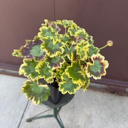 variegated geranium 