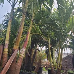 Christmas Palm 30 Gallons 