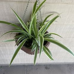 Spider Hanging Plant 