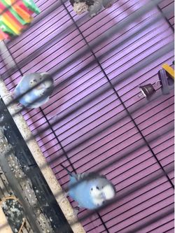 Love bird cage