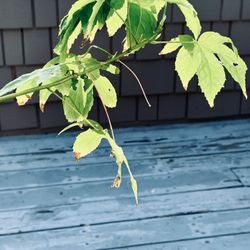 FREE “Tiger Eye” Abutilon (10 Ft)