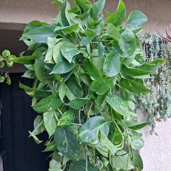 XLG Golden Pothos Plant $33
