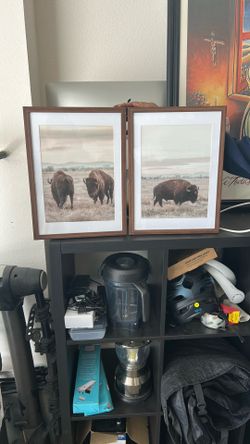 Buffalo Framed Picture