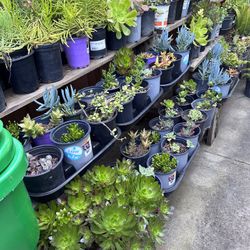 SUCCULENTS 