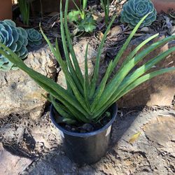 Aloe Plant