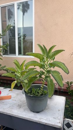 Kalanchoe / Mala Madre / Mother of Thousands Plant