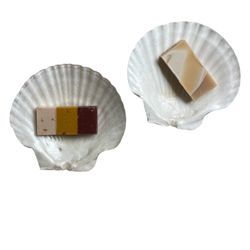 Shells - Soap Dish Or Decor