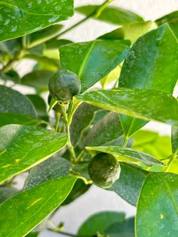 3 Gallon Calamondin/Calamansi with fruits