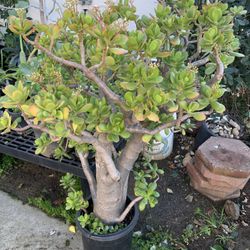 Large Lucky Jade Plant Around 6 in Thick Trunk 5 Gallon Pot 4FT Tall More than 10 years old  Cash only  Pick up in North San Jose, By appointment only
