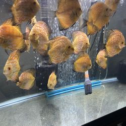 Discus Fish