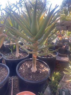 Aloe hércules, en maceta de 10 galones su precio por cada uno es $80.