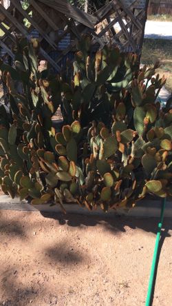 Cactus