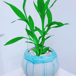 Mini Lucky Bamboo Ceramic Pot - Indoor Plant 