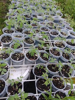 300- Starter tomatoes plants $1.00 each
