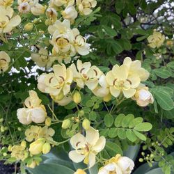 Cream Light Yellow Butterfly Bush Shower Tree Cassia bicapsularis 8 Feet Tall