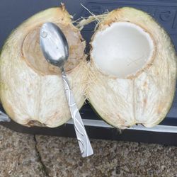 Coconut Plant 