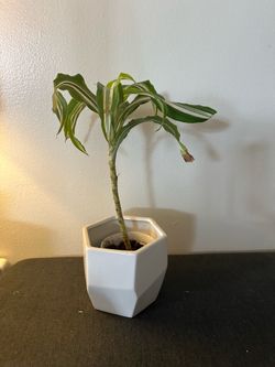 indoor plant in a planter.
