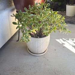 Healthy Jade In Pot 