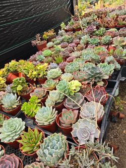 Echeverias & Succulent