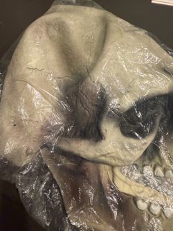Brand New Realistic Halloween Skull Prop – $15 OBO