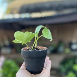 Photos Cuttings 