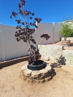 Smoke tree