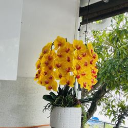 Faux Orchids And Succulent Arrangements 