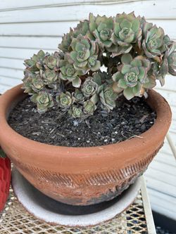 Succulent Plant 