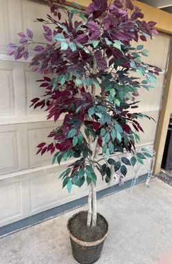 Artificial Red Ficus