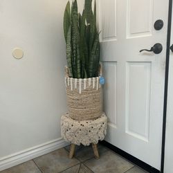 Snake Plant -high 45”