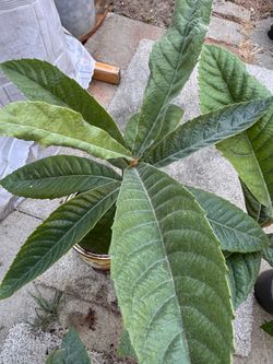 Loquat tree (Eriobotrya japonica),